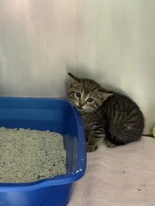 A baby small-sized female Domestic Short Hair cat named Sasha for adoption in Fishers, IN