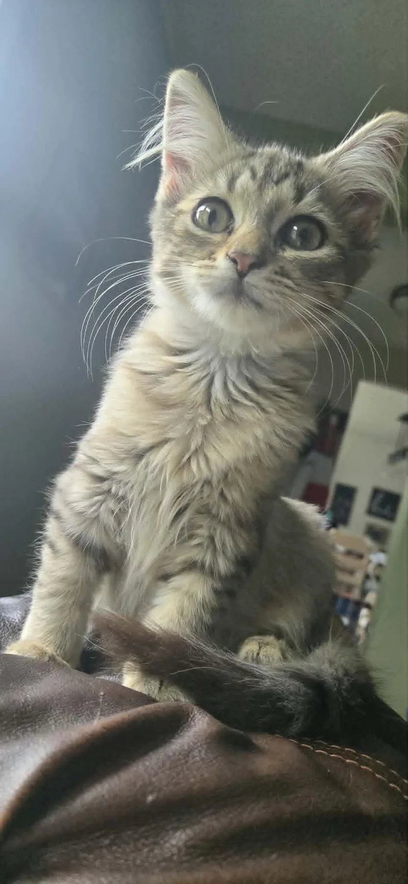 Ziva