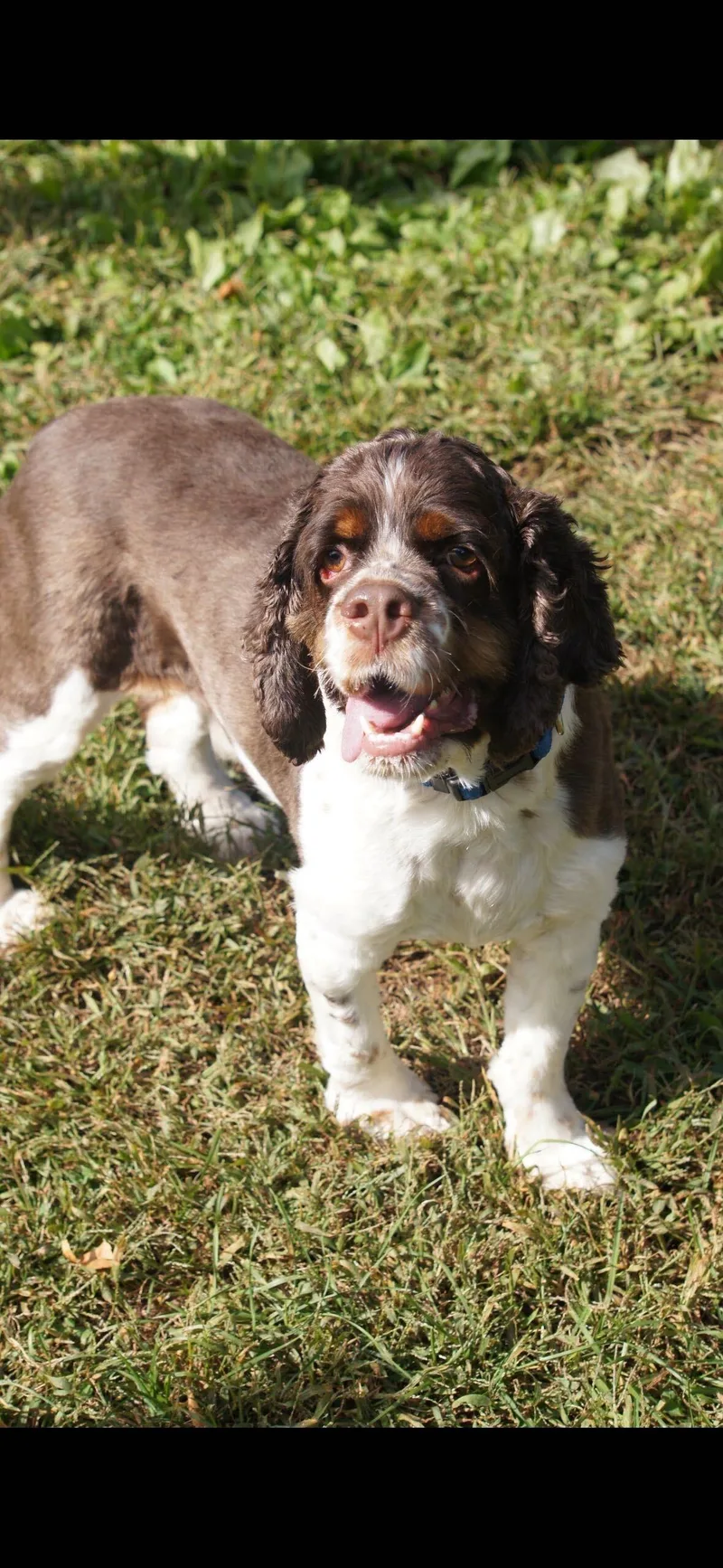 An adult medium-sized male Cocker Spaniel dog named Dune for adoption in North Haven, CT