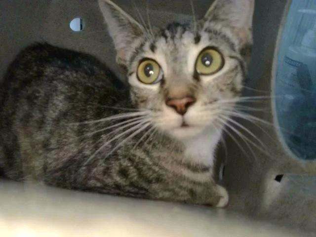 A young medium-sized female Domestic Short Hair cat named Aurelia for adoption in Baldwin Park, CA