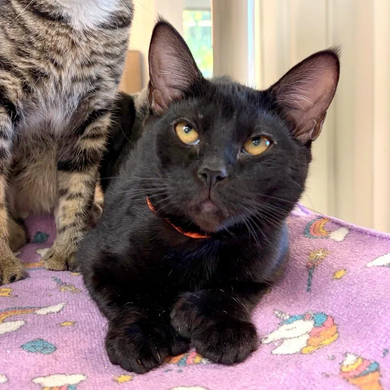 A baby small-sized female Domestic Short Hair cat named Espeon for adoption in Woodinville, WA