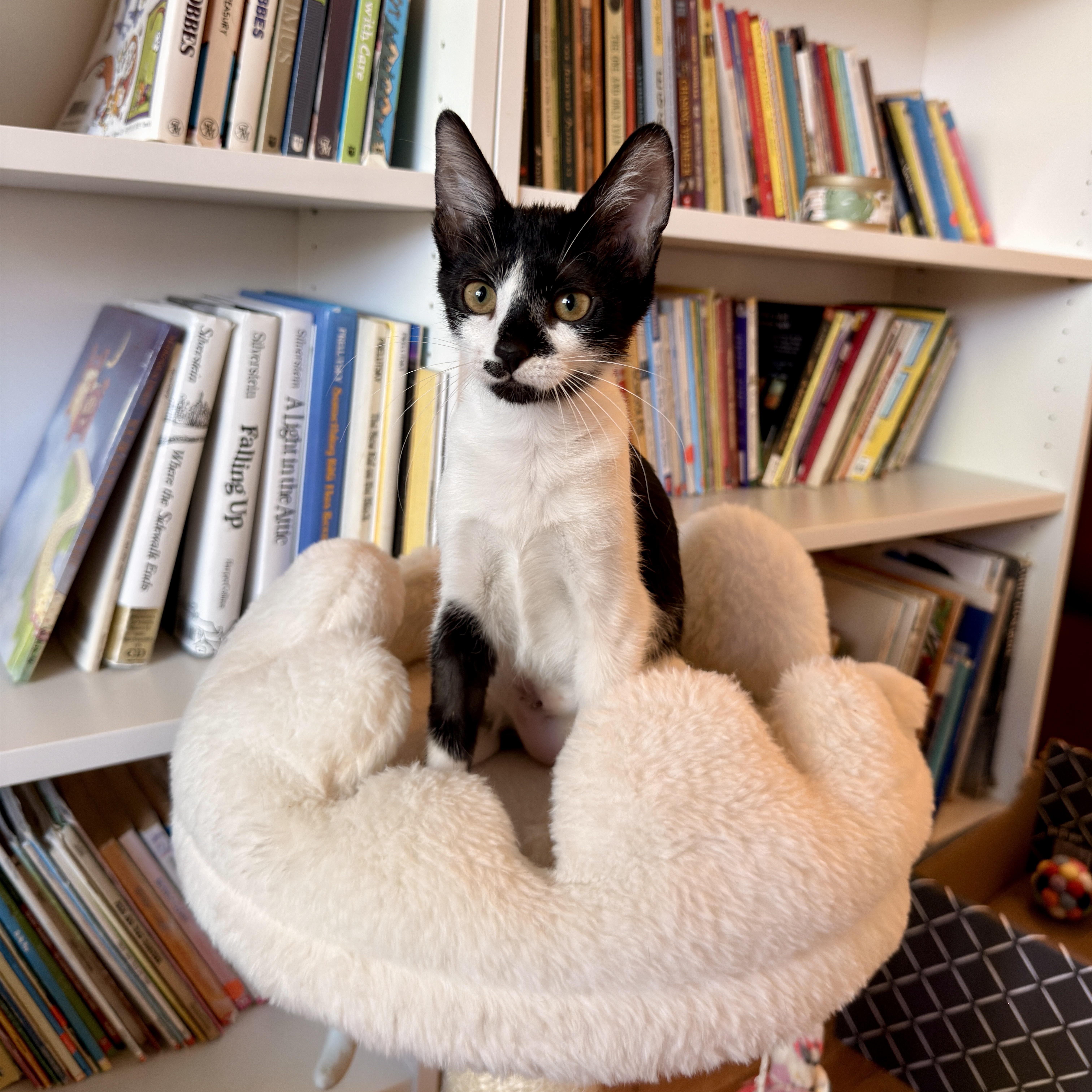 A baby medium-sized female Black & White / Tuxedo Domestic Short Hair cat named Tessa for adoption in Boca Raton, FL