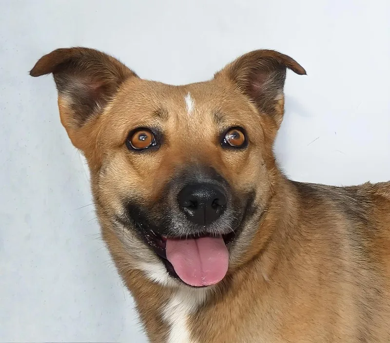 An adult medium-sized female German Shepherd Dog dog named Apple Pie for adoption in Pasadena, CA