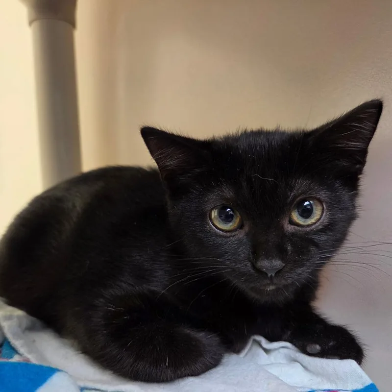 A baby small-sized female Black Domestic Short Hair cat named Roxie for adoption in Harrisonburg, VA