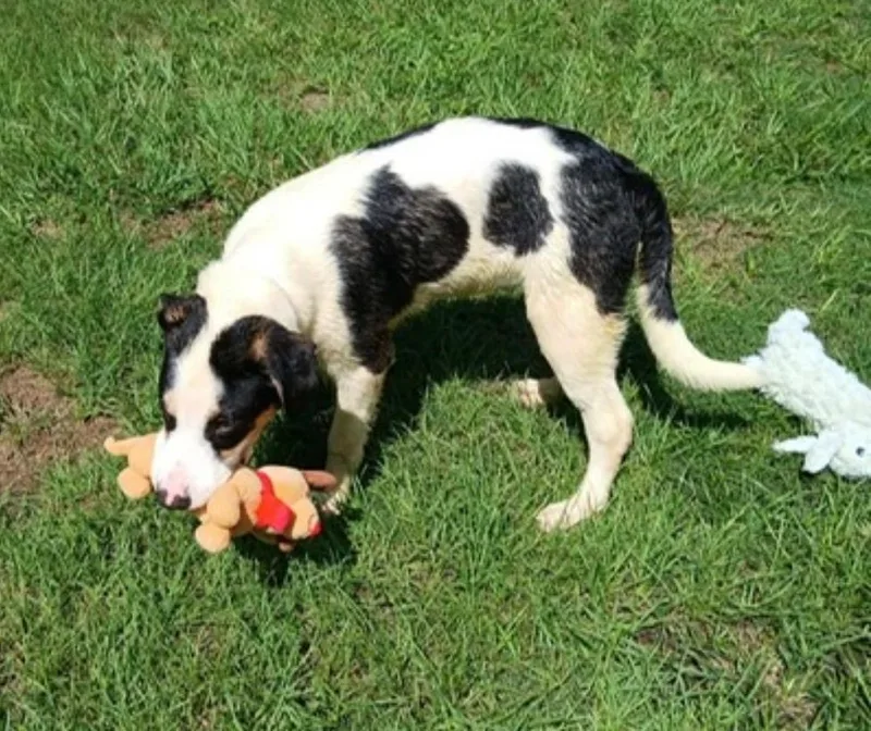 A baby large-sized male Bernese Mountain Dog dog named Osito for adoption in Houston, TX