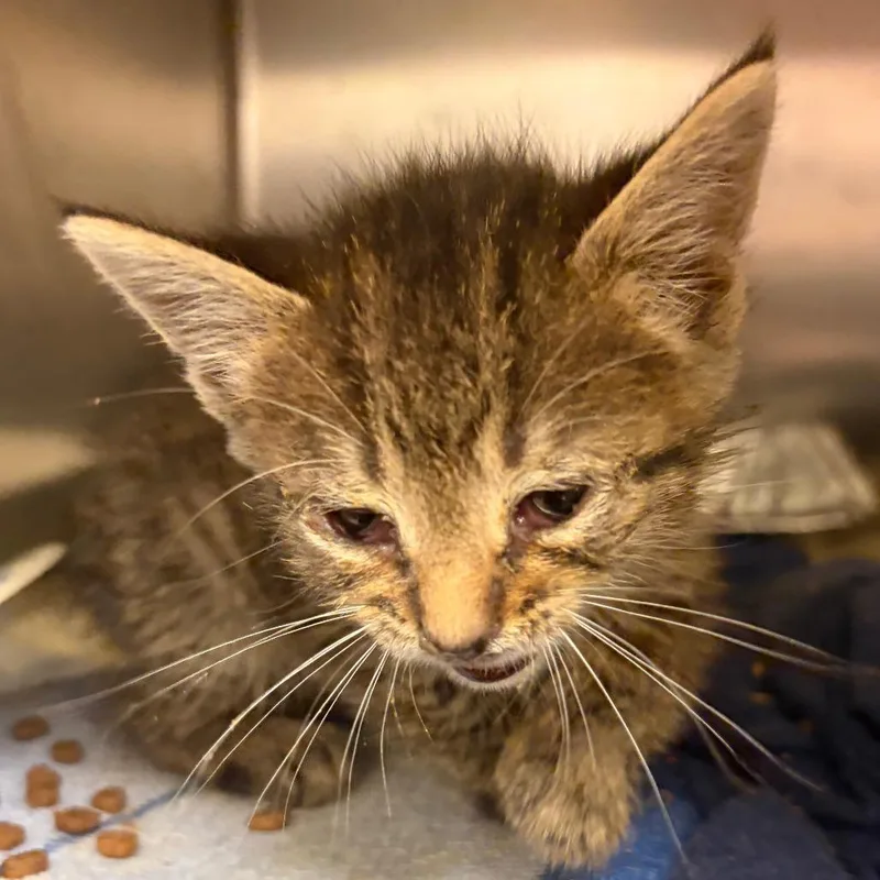 A baby small-sized male Domestic Short Hair cat named Modelo for adoption in Charlottesville, VA