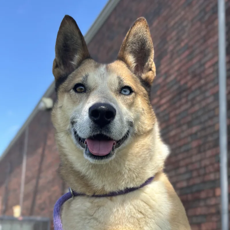 An adult medium-sized female Red / Chestnut / Orange Australian Cattle Dog / Blue Heeler dog named Mila for adoption in Pearland, TX