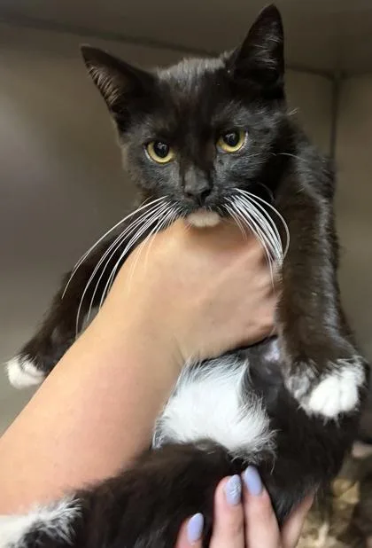 A baby small-sized female Domestic Short Hair cat named Trickee for adoption in West Chester, PA