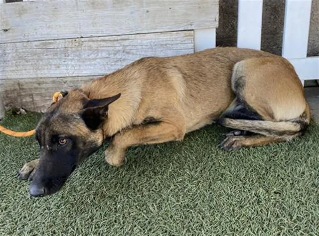 A young large-sized female Belgian Shepherd / Malinois dog named Frannie for adoption in Modesto, CA