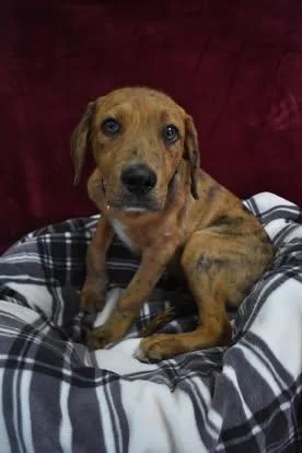A young large-sized male Catahoula Leopard Dog dog named Edward for adoption in Altoona, PA