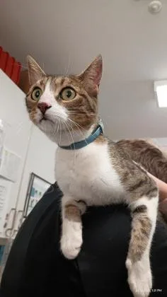 A senior medium-sized male Tabby (Brown / Chocolate) Domestic Short Hair cat named Buddy for adoption in Athens, GA
