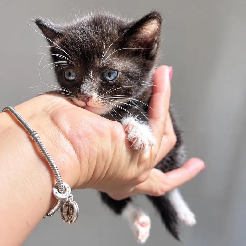 A baby small-sized male Black Domestic Short Hair cat named Mario for adoption in Long Beach, CA