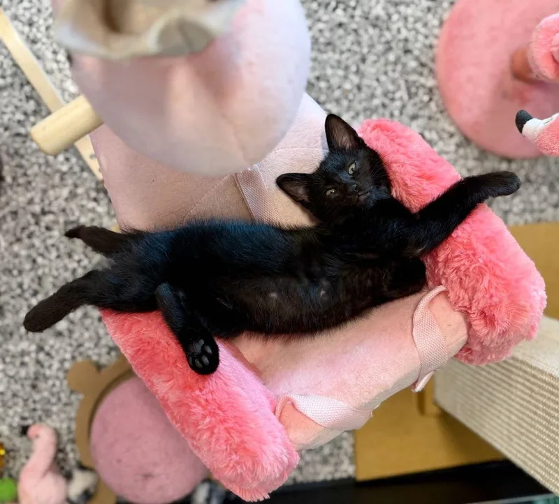 A young small-sized male Black Domestic Short Hair cat named Trey for adoption in Cortland, OH