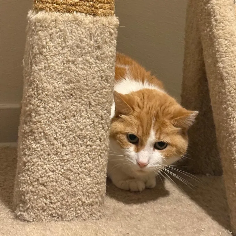 A senior medium-sized male Orange / Red Domestic Short Hair cat named Ayden for adoption in Gibsonia, PA