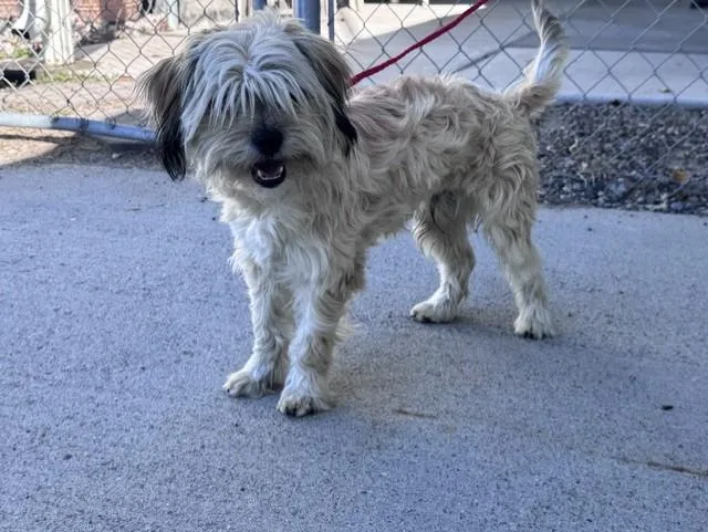 An adult small-sized male White / Cream Shih Tzu dog named 61858069 for adoption in Elko, NV