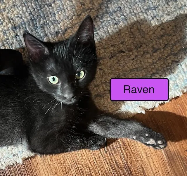 A baby medium-sized female Domestic Short Hair cat named Raven for adoption in Zimmerman, MN