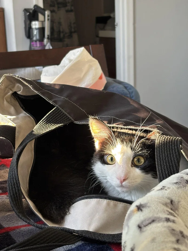 Fireflybonded thumbnail 2