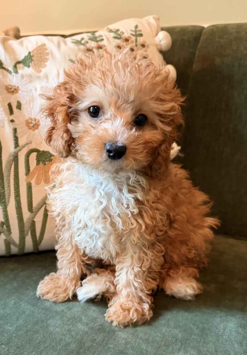 A baby small-sized female Cavalier King Charles Spaniel dog named Trudy for adoption in Overland Park, KS