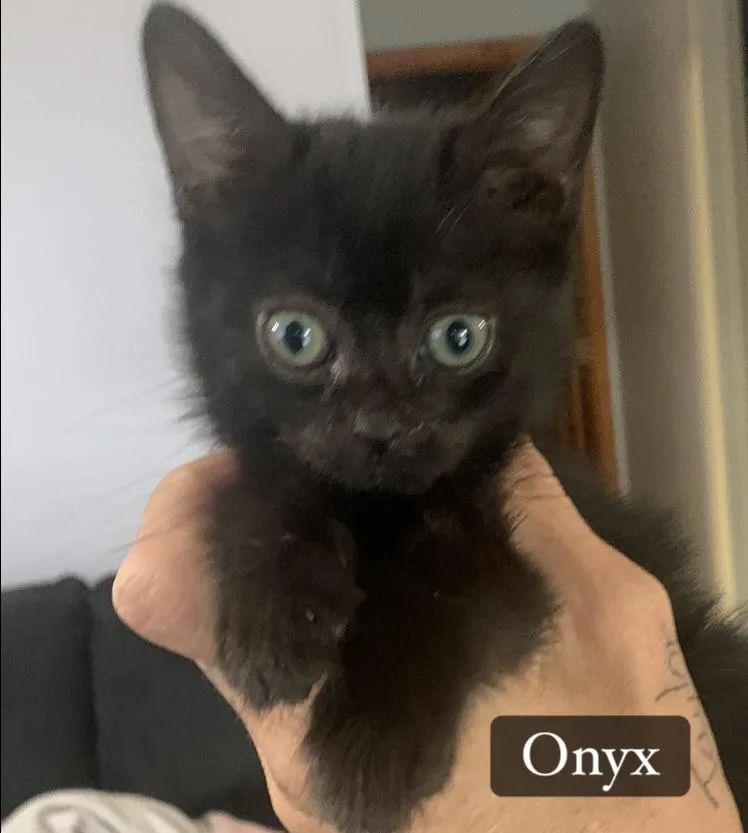 A baby medium-sized male Domestic Long Hair cat named Onyx for adoption in Turnersville, NJ