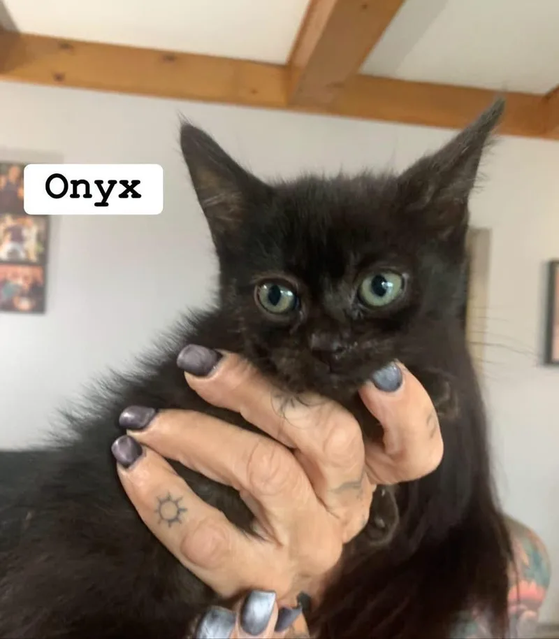 Onyx thumbnail 2