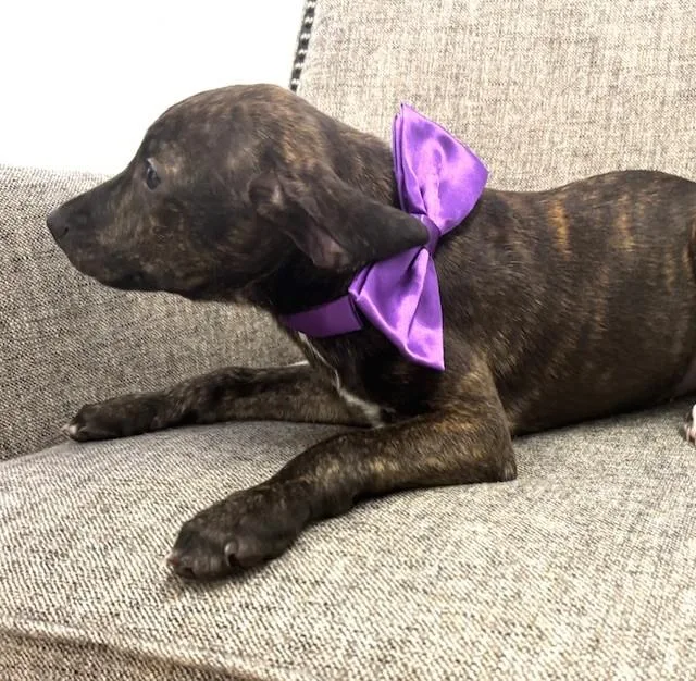 A baby medium-sized female Brindle Labrador Retriever dog named Silver for adoption in Hawk Point, MO