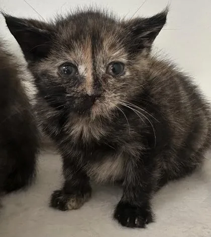 A baby small-sized female Domestic Short Hair cat named Cher for adoption in Lawrenceville, GA
