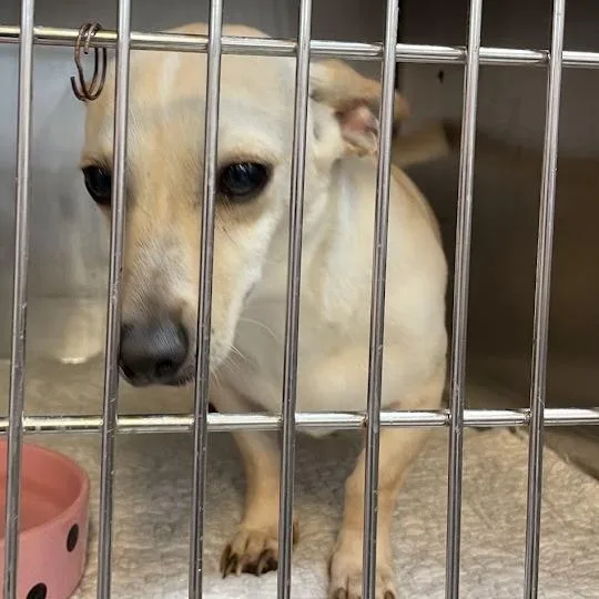 An adult medium-sized female White / Cream Chihuahua dog named Tater for adoption in Port Charlotte, FL