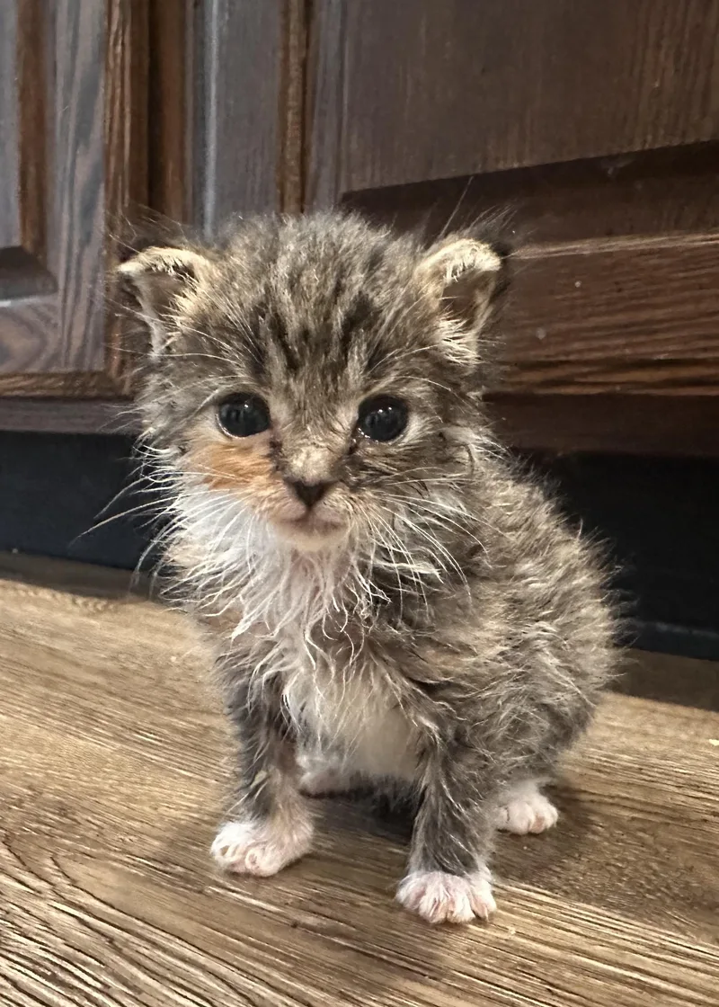 A baby small-sized female Domestic Short Hair cat named Marmalade for adoption in Clymer, PA