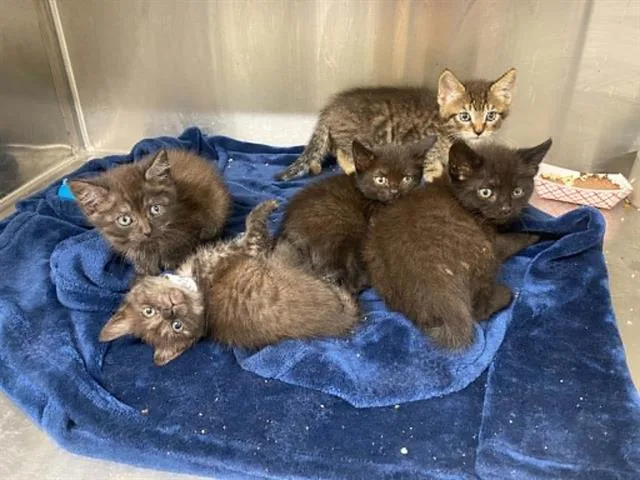A baby small-sized female Domestic Short Hair cat named Squeaky for adoption in Tustin, CA