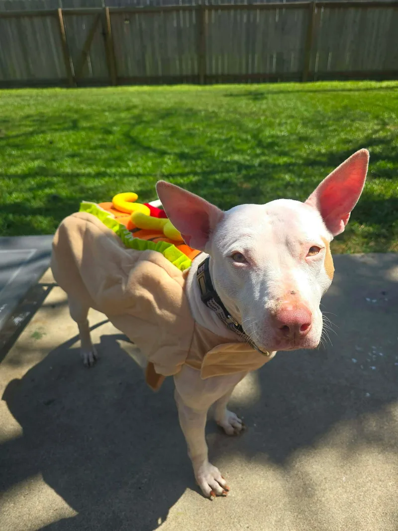 An adult medium-sized female American Staffordshire Terrier dog named Lulu for adoption in Austin, TX