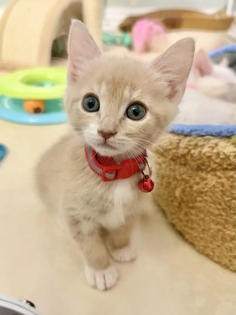 A baby medium-sized male Orange & White Domestic Short Hair cat named Montana for adoption in Laguna Niguel, CA