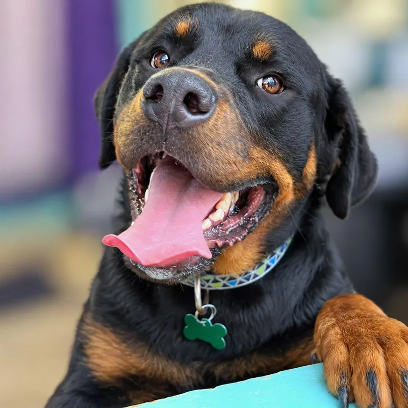 An adult large-sized male Black Rottweiler dog named Zeus for adoption in Boerne, TX