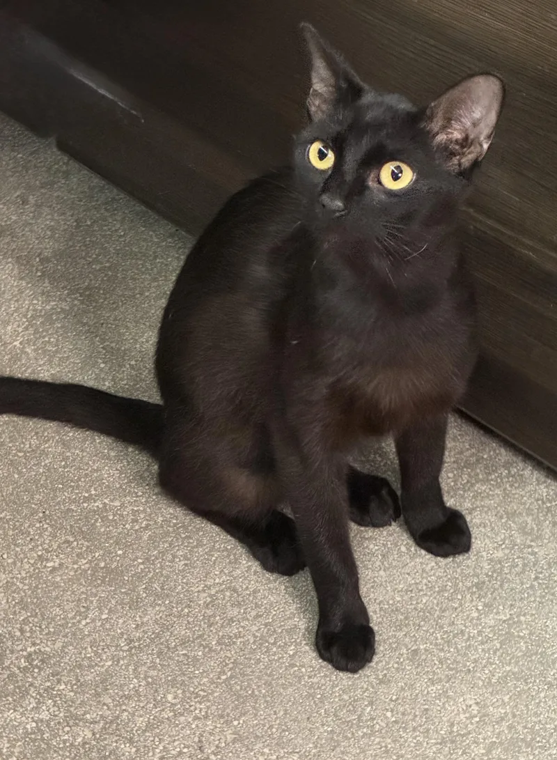 A young medium-sized female Black Domestic Short Hair cat named Quinoa for adoption in Schertz, TX