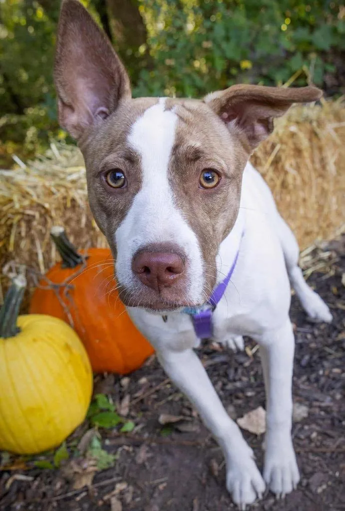 A young medium-sized female Terrier dog named Tempura for adoption in Savage, MN