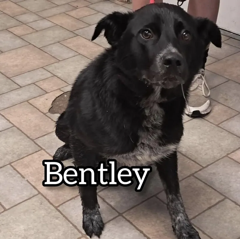 A young medium-sized male Black Labrador Retriever dog named Bentley for adoption in Hollister, MO