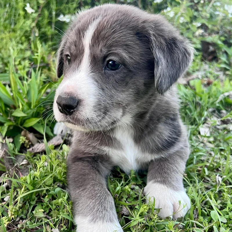 Espresso thumbnail 2