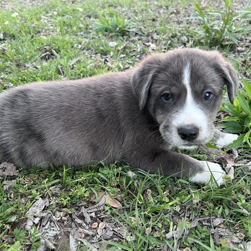 Espresso thumbnail 3