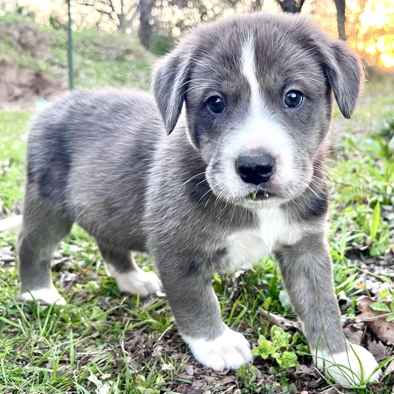 Espresso thumbnail 4