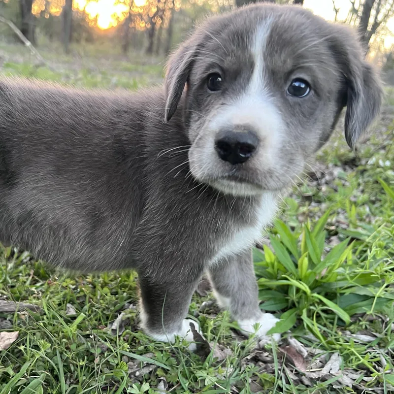 Espresso thumbnail 5