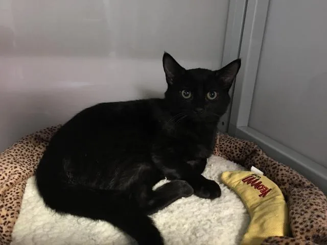 A senior medium-sized male Domestic Short Hair cat named Taven for adoption in Raleigh, NC