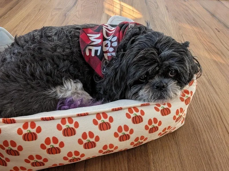 Princess thumbnail 2