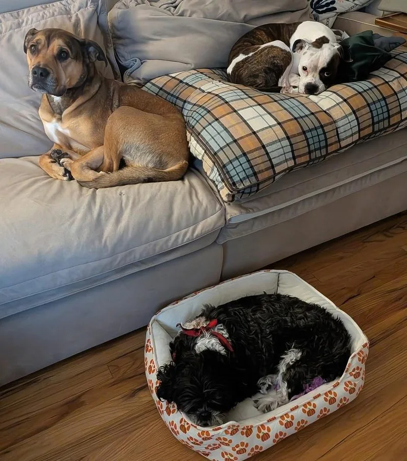 Princess thumbnail 5