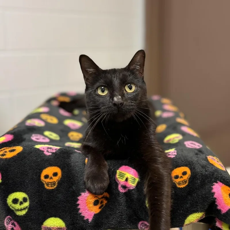 An adult medium-sized female Black Domestic Short Hair cat named PamelaAt PetCo for adoption in Fargo, ND