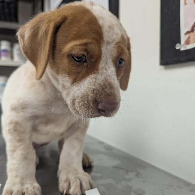 A baby small-sized female Brown / Chocolate Labrador Retriever dog named Rhonda for adoption in Parrish, AL