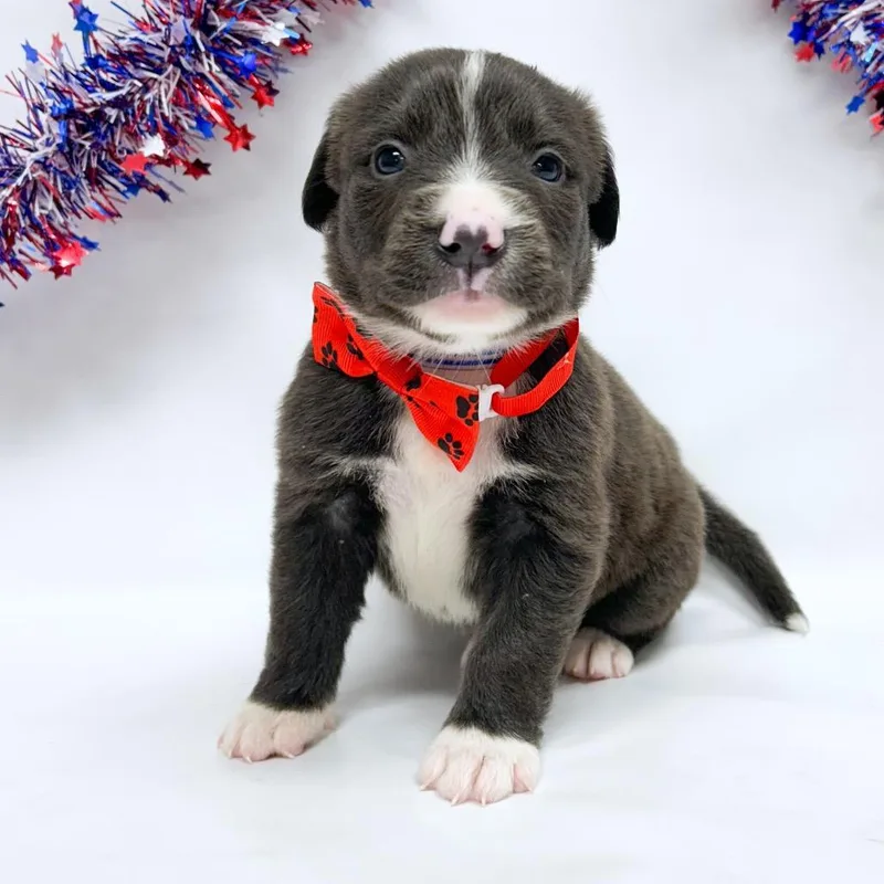 A baby small-sized male Pit Bull Terrier dog named Sprout for adoption in Parker, CO