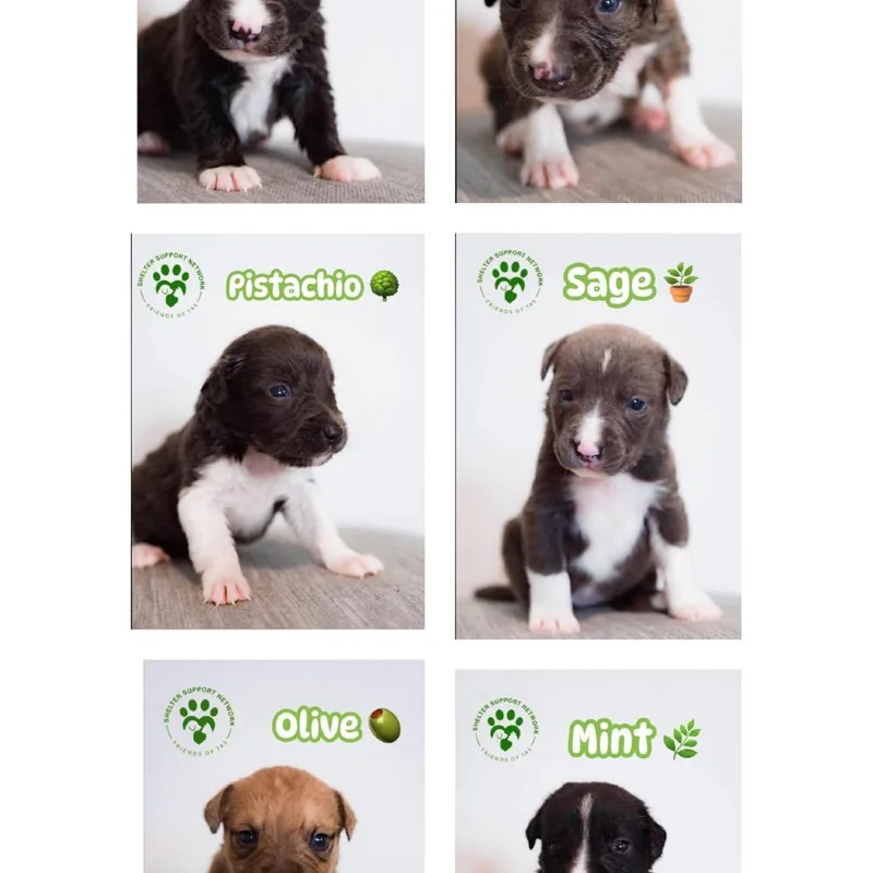 Sprout thumbnail 2