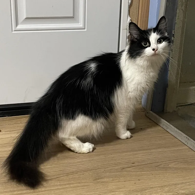A young medium-sized female Black Domestic Medium Hair cat named Fluffy for adoption in Westport, CT