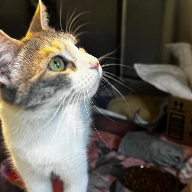 An adult medium-sized female Calico Domestic Short Hair cat named Persephone for adoption in Wheeling, IL