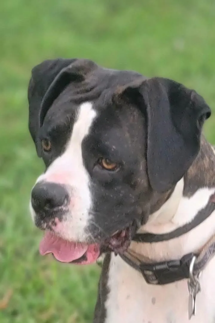 An adult large-sized female Boxer dog named Lilly for adoption in Fountaintown, IN