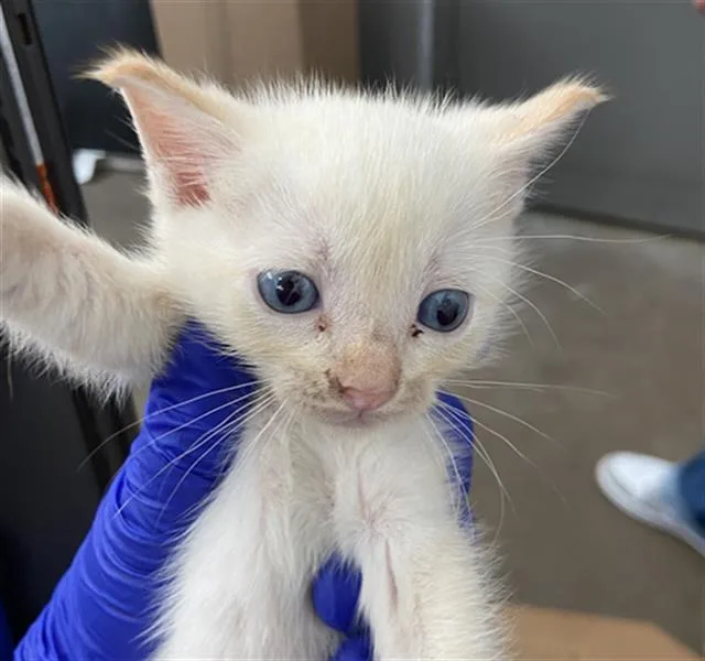 A baby medium-sized male Domestic Short Hair cat named Silver for adoption in Dallas, TX